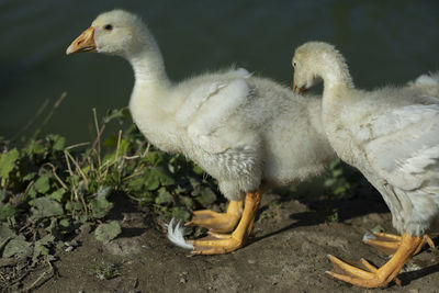 Geese on pond. baby geese. animals in countryside. poultry farm in detail,