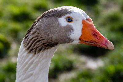 Close-up of goose. 