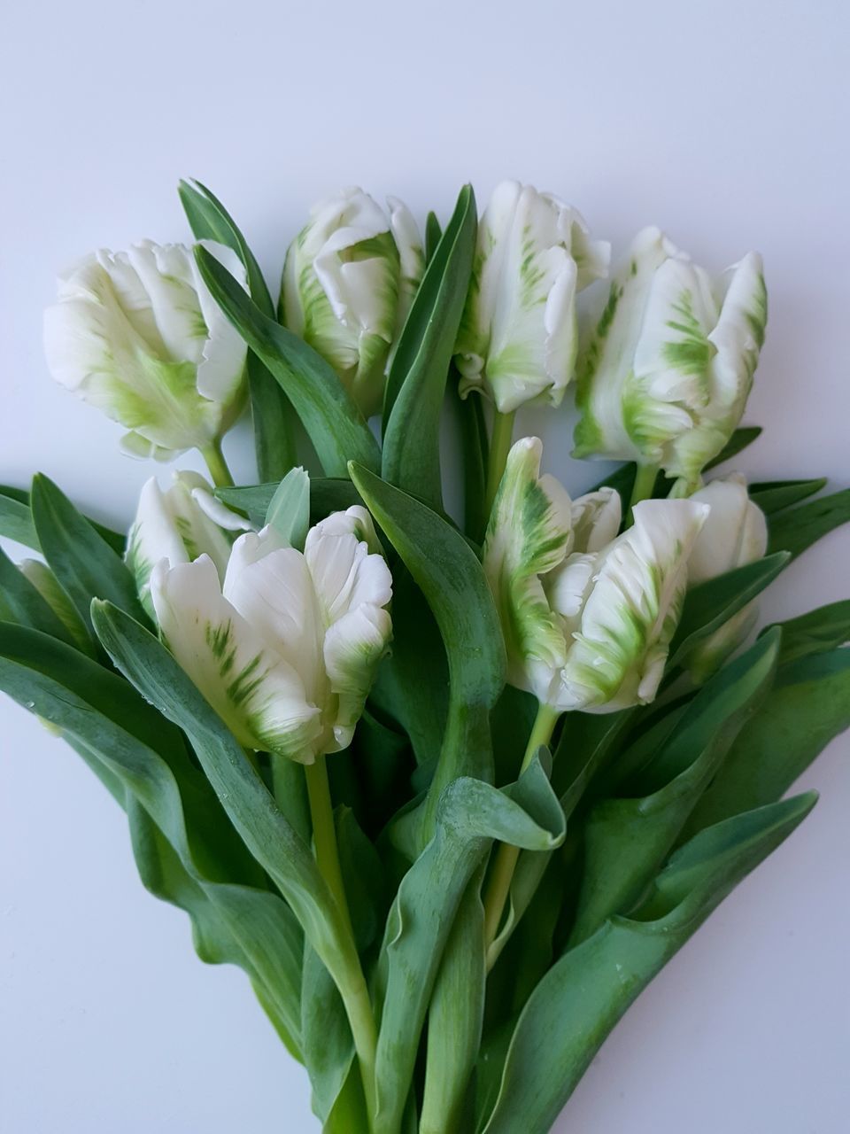 CLOSE-UP OF FRESH WHITE FLOWERS AGAINST GRAY BACKGROUND