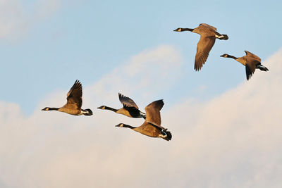 Low angle view of canada geese flying against sky