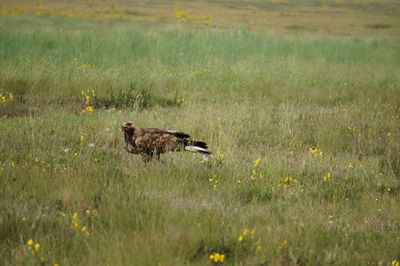 Side view of giraffe on field