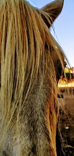 Close-up of a horse