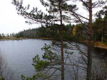 Scenic view of lake against trees in forest
