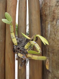 Close-up of lizard on tree