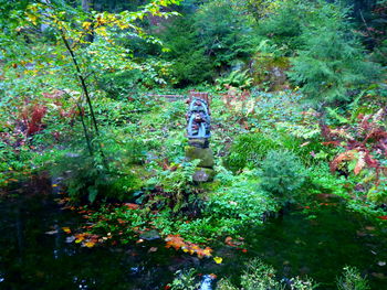 High angle view of a forest