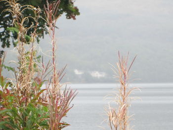 Close-up of plants against sea