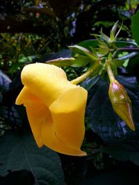 Close-up of yellow flower blooming outdoors