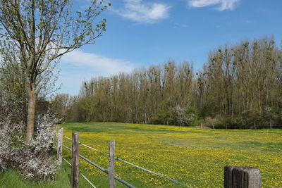 Scenic view of grassy field against sky