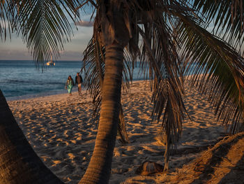 Palm trees on beach against sky