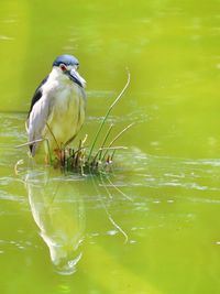 Bird in lake