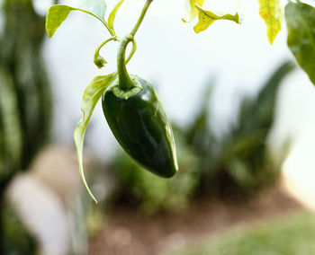 Close-up of fresh green plant