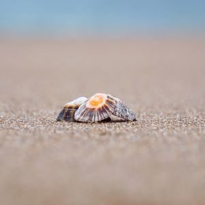 Close-up of shell on beach