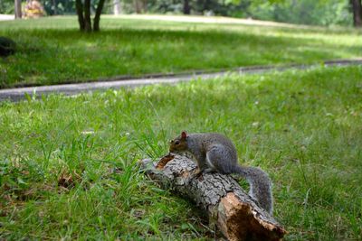 Squirrel on field