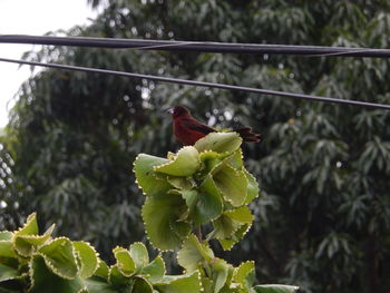 Close-up of bird perching on tree