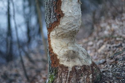 Close-up of tree trunk in forest