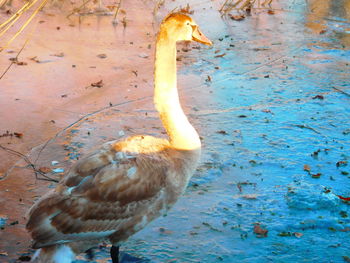 Close-up of duck in water