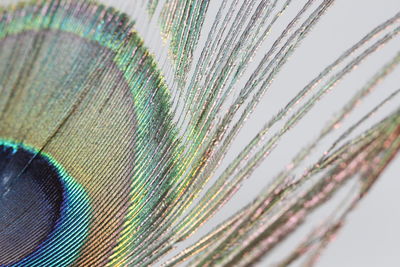 Close-up of peacock feather