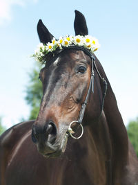 Portrait of horse wearing tiara standing against sky