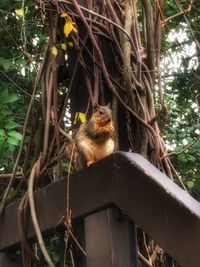 Low angle view of trees
