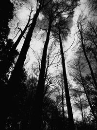 Low angle view of trees against sky