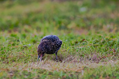 Bird in a field eating