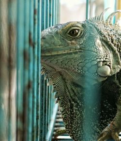 Iguana in cage