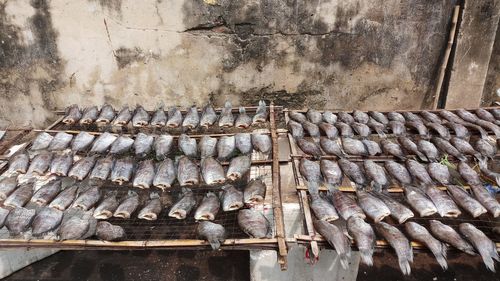 A lot of sun dried fish trichogaster pectoralis food preservation in thailand
