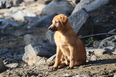 Dog looking away