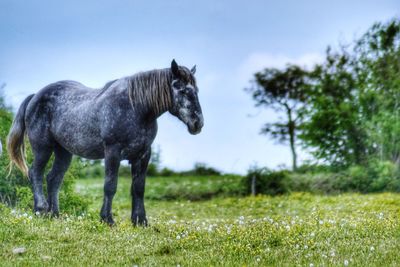 Horse standing in a field