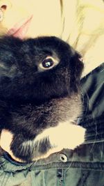 one animal