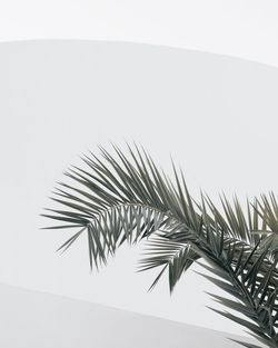 Close-up of palm tree against the wall