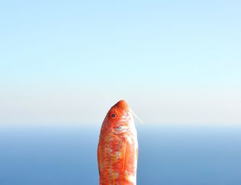 Close-up of fish against sea against clear sky