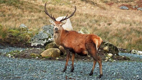 Deer scottish stag  standing on rock