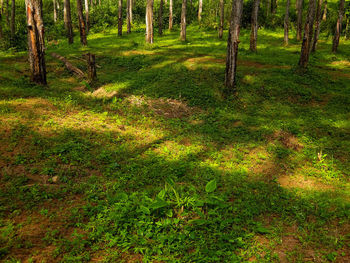 Scenic view of forest