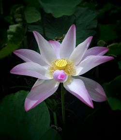 Close-up of flower blooming outdoors