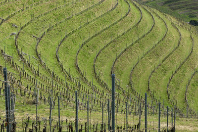 Scenic view of agricultural field