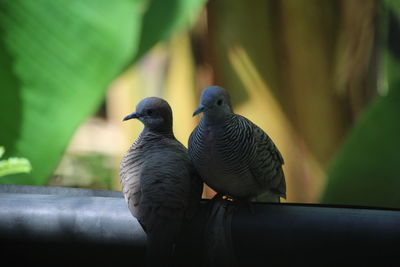 Close-up of birds perching on leaf