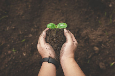 Low section of person holding plant