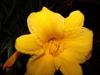 Close-up of day lily blooming outdoors