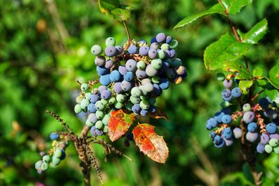 Close-up of multicolored mahonia berries