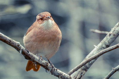 Close-up of bird perching on branch