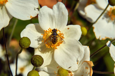 Close-up of bee pollinating flower