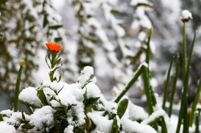 Close-up of flowering plant during winter