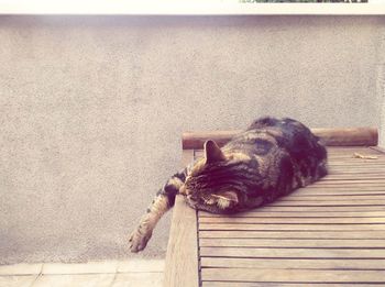 High angle view of a dog sleeping