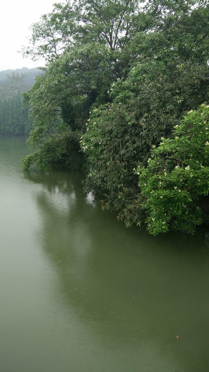 tree, water, tranquility, growth, green color, tranquil scene, beauty in nature, nature, scenics, waterfront, lush foliage, forest, plant, river, reflection, idyllic, day, green, branch, outdoors