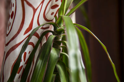 Close-up of leaves