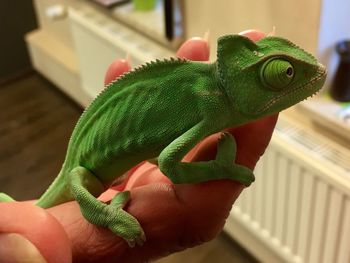 Close-up of hand holding lizard