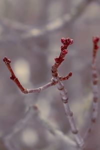 Close-up of red flowering plant