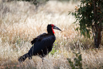 Side view of a bird on field