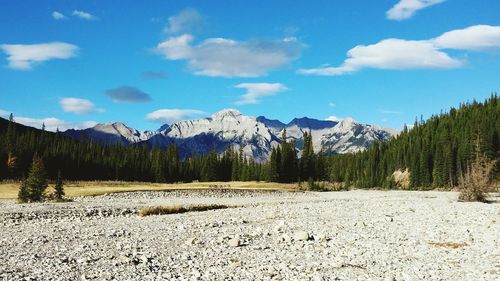 Forest and mountain range